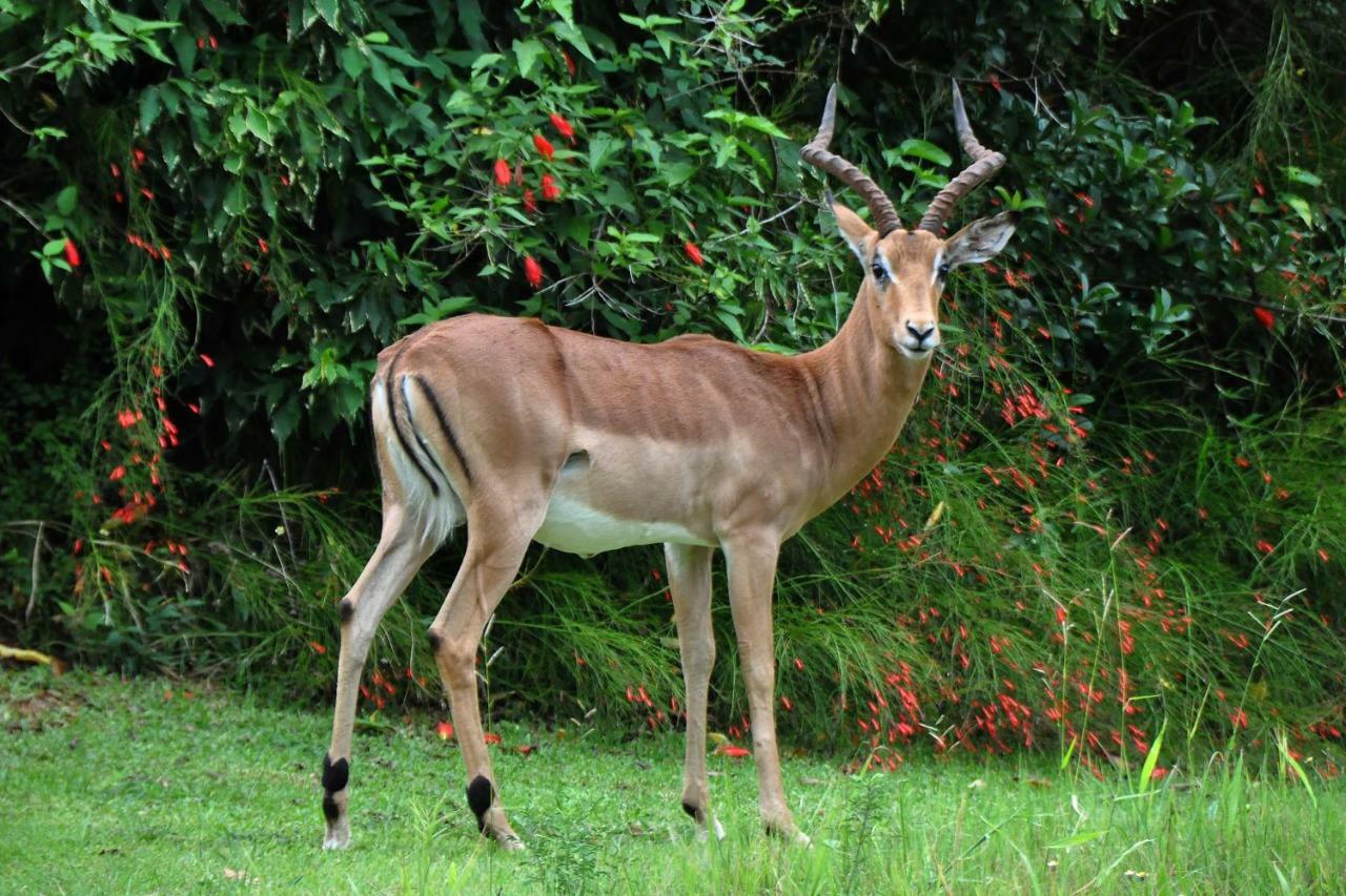 Kruger Park Lodge Unit No. 524 Hazyview Dış mekan fotoğraf
